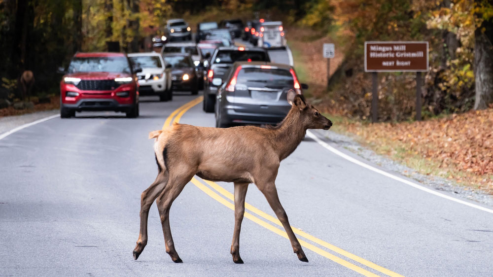 Deer crossing a road by the entrance to a forest with lines of cars diving in both directions